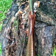 IMG_20240730_100043118
