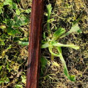 IMG_20250621_200931 (1)