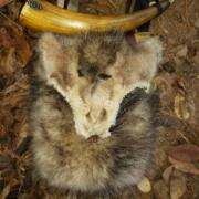 Possum Face