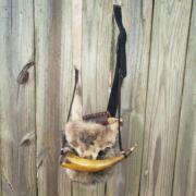 Possum Full Size